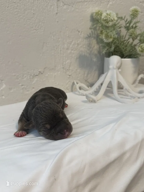 Leviathan  – American Bully puppy for sale in Venice, FL