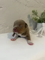 Guapo, a male American Bully for sale in Venice, FL – 2 of 10