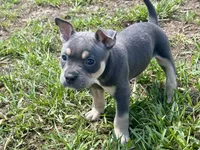 Nixie , a female American Bully for sale in Venice, FL – 2 of 10