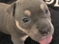 Nixie , a female American Bully for sale in Venice, FL – 5 of 10