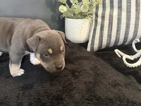 Leviathan , a male American Bully for sale in Venice, FL – 6 of 10