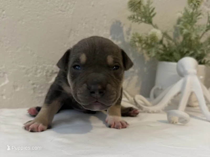 Leviathan  – American Bully puppy for sale in Venice, FL
