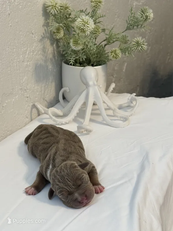 Marina  – American Bully puppy for sale in Venice, FL