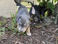 Talulah, a female American Bully for sale in Venice, FL – 3 of 10