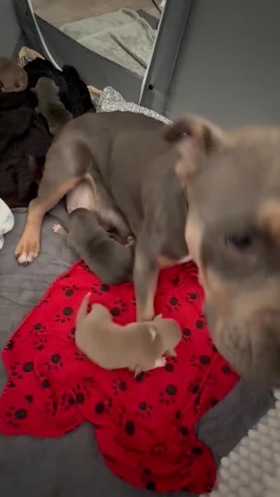 Guapo, a male American Bully for sale in Venice, FL – 10 of 10
