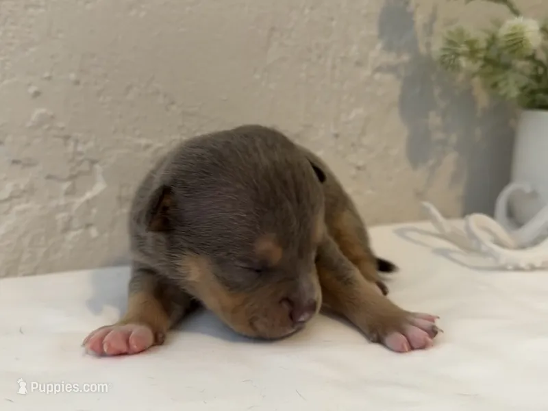 Cove – American Bully puppy for sale in Venice, FL