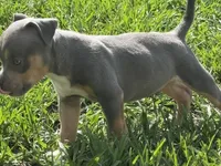 Cove, a male American Bully for sale in Venice, FL – 2 of 10