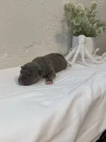 Trident , a male American Bully for sale in Venice, FL – 2 of 5