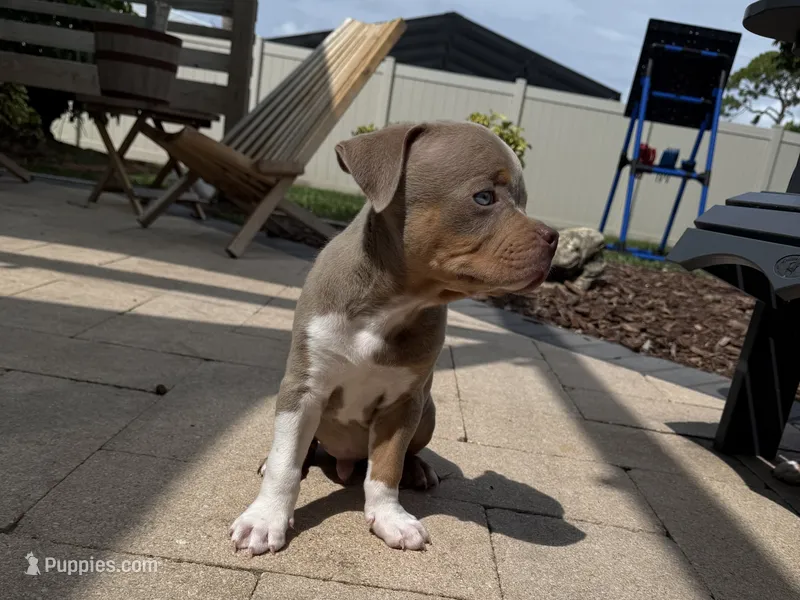 Guapo – American Bully puppy for sale in Venice, FL