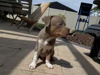 Guapo, a male American Bully for sale in Venice, FL – 3 of 10