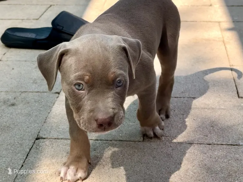 Marina  – American Bully puppy for sale in Venice, FL