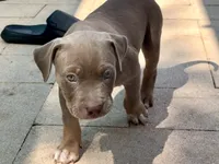 Marina , a female American Bully for sale in Venice, FL – 2 of 10