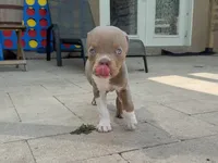 Guapo, a male American Bully for sale in Venice, FL – 4 of 10