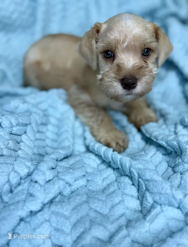 Kona – Miniature Schnauzer puppy for sale in Science Hill, KY