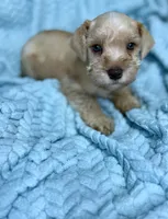 Kona, a male Miniature Schnauzer for sale in Science Hill, KY – 1 of 3
