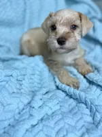 Kona, a male Miniature Schnauzer for sale in Science Hill, KY – 2 of 3