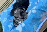 Cruz , a male Miniature Aussiedoodle for sale in Science Hill, KY – 3 of 5