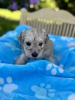 Sailor , a male Miniature Schnauzer for sale in Science Hill, KY – 3 of 4