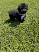 Fischer, a male Miniature Aussiedoodle for sale in Science Hill, KY – 3 of 3