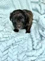 Walker, a male Miniature Aussiedoodle for sale in Science Hill, KY – 2 of 3