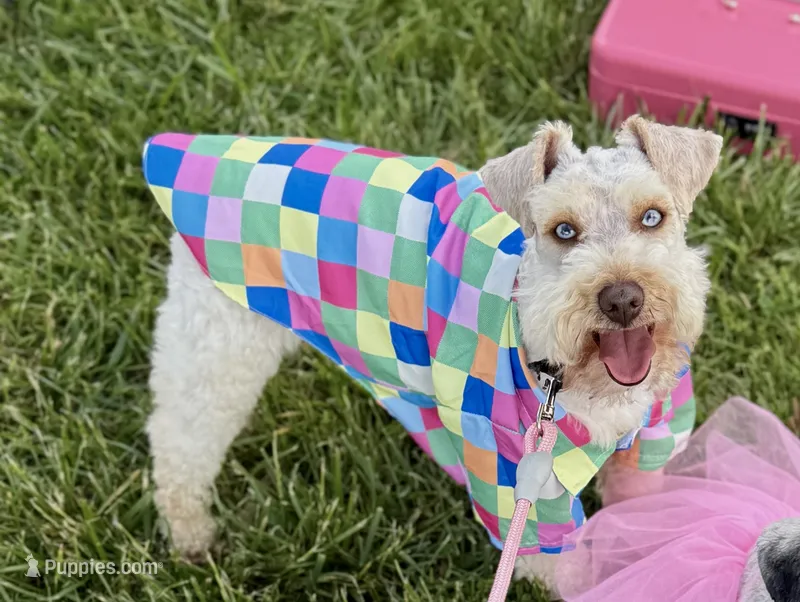 Dutton, a male Miniature Schnauzer for sale in Science Hill, KY – 1 of 2
