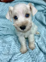 Kai , a female Miniature Schnauzer for sale in Science Hill, KY – 3 of 6