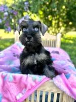 Gypsy, a female Miniature Schnauzer for sale in Science Hill, KY – 4 of 5