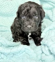 Nitro, a male Miniature Aussiedoodle for sale in Science Hill, KY – 1 of 2