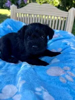Jett, a male Miniature Schnauzer for sale in Science Hill, KY – 4 of 6