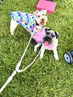 Dutton, a male Miniature Schnauzer for sale in Science Hill, KY – 2 of 2