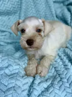 Rief , a male Miniature Schnauzer for sale in Science Hill, KY – 2 of 4