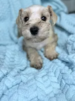 Sailor , a male Miniature Schnauzer for sale in Science Hill, KY – 2 of 4