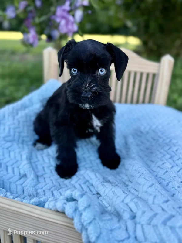 Frankie – Miniature Schnauzer puppy for sale in Science Hill, KY
