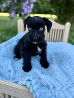 Frankie, a male Miniature Schnauzer for sale in Science Hill, KY – 1 of 3
