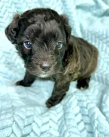 Walker, a male Miniature Aussiedoodle for sale in Science Hill, KY – 1 of 3