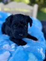 Jett, a male Miniature Schnauzer for sale in Science Hill, KY – 3 of 6