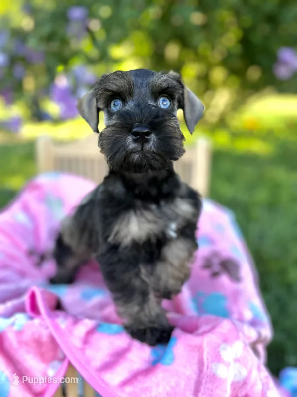 Gypsy – Miniature Schnauzer puppy for sale in Science Hill, KY