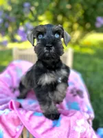 Gypsy, a female Miniature Schnauzer for sale in Science Hill, KY – 1 of 5