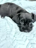Jett, a male Miniature Schnauzer for sale in Science Hill, KY – 2 of 6