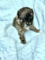 Canyon , a male Miniature Aussiedoodle for sale in Science Hill, KY – 2 of 3