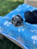 Cruz , a male Miniature Aussiedoodle for sale in Science Hill, KY – 5 of 5