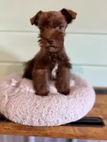 Buttons , a female Miniature Schnauzer for sale in Science Hill, KY – 3 of 3