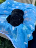 Jett, a male Miniature Schnauzer for sale in Science Hill, KY – 6 of 6
