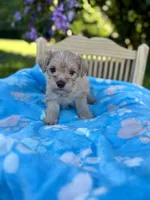 Kona, a male Miniature Schnauzer for sale in Science Hill, KY – 3 of 3