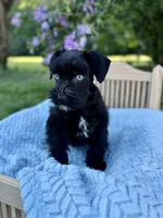 Frankie, a male Miniature Schnauzer for sale in Science Hill, KY – 3 of 3