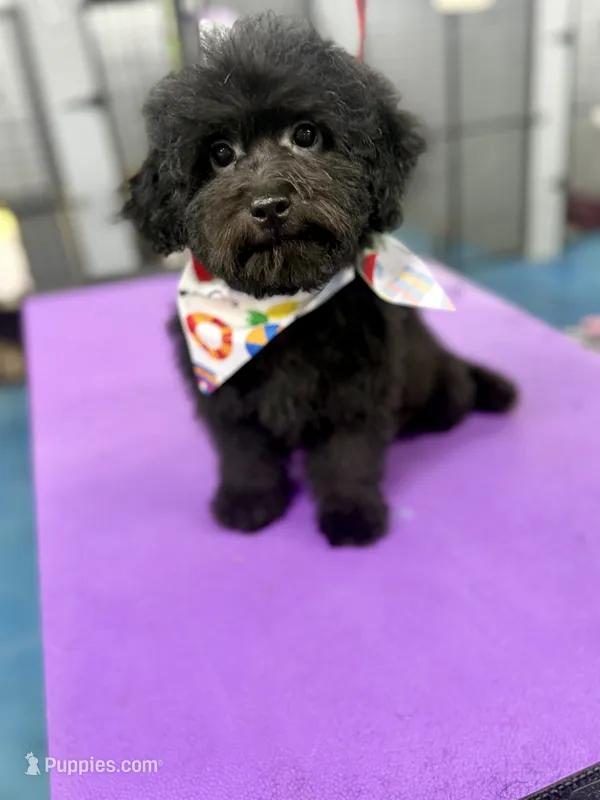 Fischer – Miniature Aussiedoodle puppy for sale in Science Hill, KY