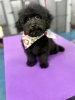 Fischer, a male Miniature Aussiedoodle for sale in Science Hill, KY – 1 of 3