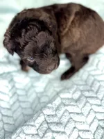Walker, a male Miniature Aussiedoodle for sale in Science Hill, KY – 3 of 3
