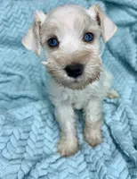 Kai , a female Miniature Schnauzer for sale in Science Hill, KY – 2 of 6