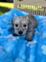 Sailor , a male Miniature Schnauzer for sale in Science Hill, KY – 4 of 4